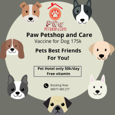 grooming kucing di kenjeran